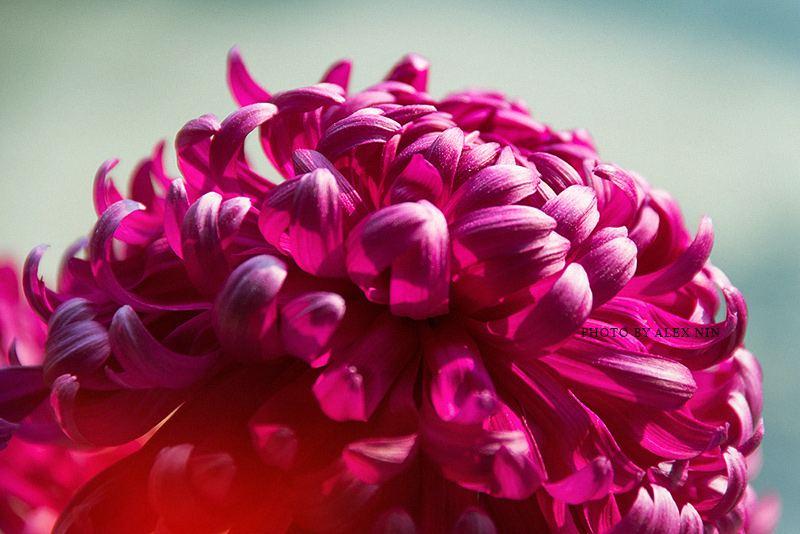 AlexNin的个人主页（背景预览） - 主页背景设置 - 站酷设计师AlexNin原创素材 - 站酷ZCOOL