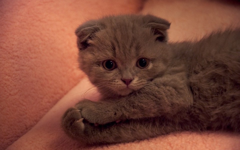 小酥打的個人主頁（背景預覽） - 主頁背景設置 - 站酷設計師小酥打原創(chuàng)素材 - 站酷ZCOOL