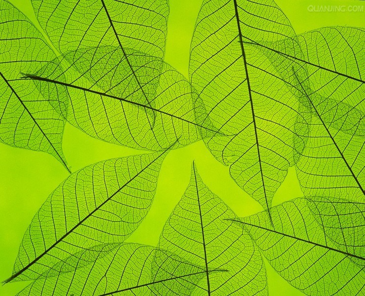 apple郁郁的個(gè)人主頁（背景預(yù)覽） - 主頁背景設(shè)置 - 站酷設(shè)計(jì)師apple郁郁原創(chuàng)素材 - 站酷ZCOOL