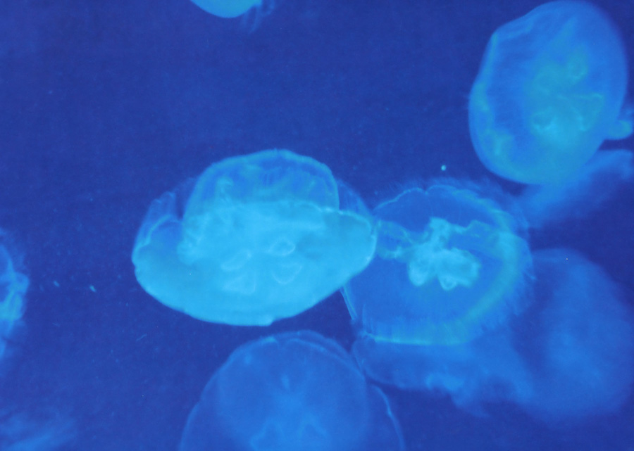 李揚isleo的個人主頁（背景預覽） - 主頁背景設置 - 站酷設計師李揚isleo原創(chuàng)素材 - 站酷ZCOOL