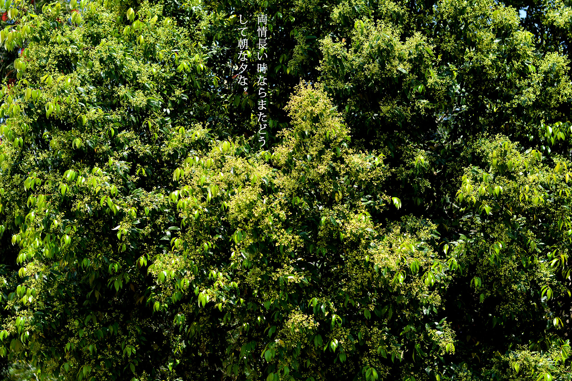 白砂的個人主頁（背景預(yù)覽） - 主頁背景設(shè)置 - 站酷設(shè)計師白砂原創(chuàng)素材 - 站酷ZCOOL