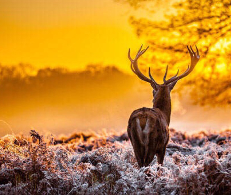 小逗号设计的个人主页（背景预览） - 主页背景设置 - 站酷设计师小逗号设计原创素材 - 站酷ZCOOL