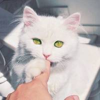 一个不真实的猫nu的个人主页（背景预览） - 主页背景设置 - 站酷设计师一个不真实的猫nu原创素材 - 站酷ZCOOL