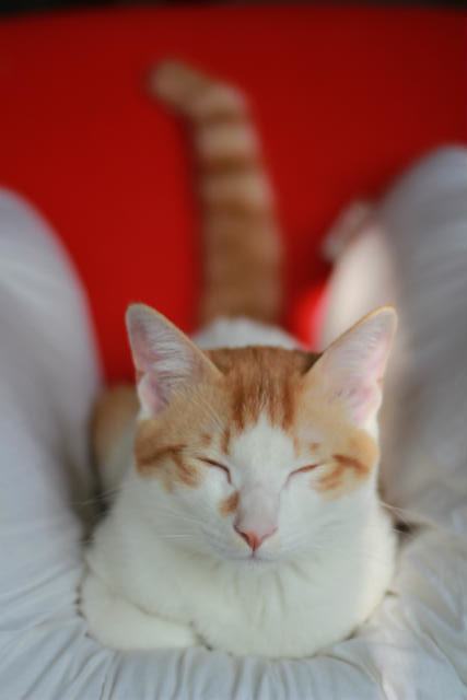 一絲不掛的浪人的個(gè)人主頁（背景預(yù)覽） - 主頁背景設(shè)置 - 站酷設(shè)計(jì)師一絲不掛的浪人原創(chuàng)素材 - 站酷ZCOOL