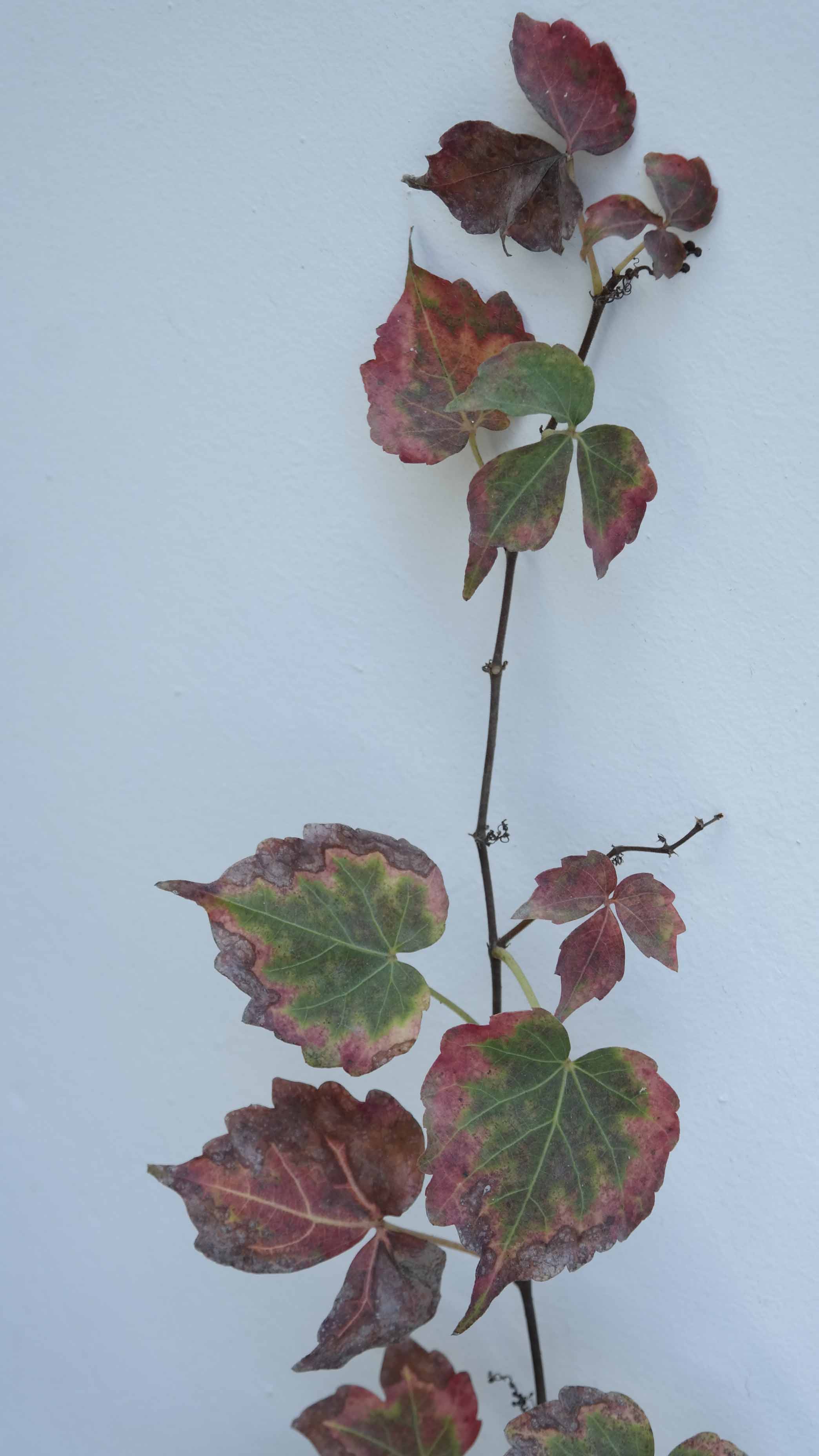 Demiwooo的個(gè)人主頁(yè)（背景預(yù)覽） - 主頁(yè)背景設(shè)置 - 站酷設(shè)計(jì)師Demiwooo原創(chuàng)素材 - 站酷ZCOOL