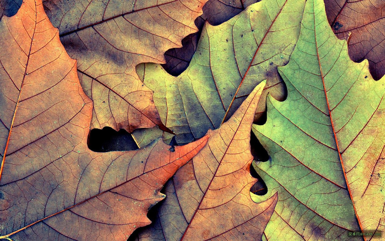 baojunlin的个人主页（背景预览） - 主页背景设置 - 站酷设计师baojunlin原创素材 - 站酷ZCOOL