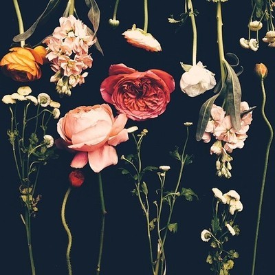 Coral虾的个人主页（背景预览） - 主页背景设置 - 站酷设计师Coral虾原创素材 - 站酷ZCOOL