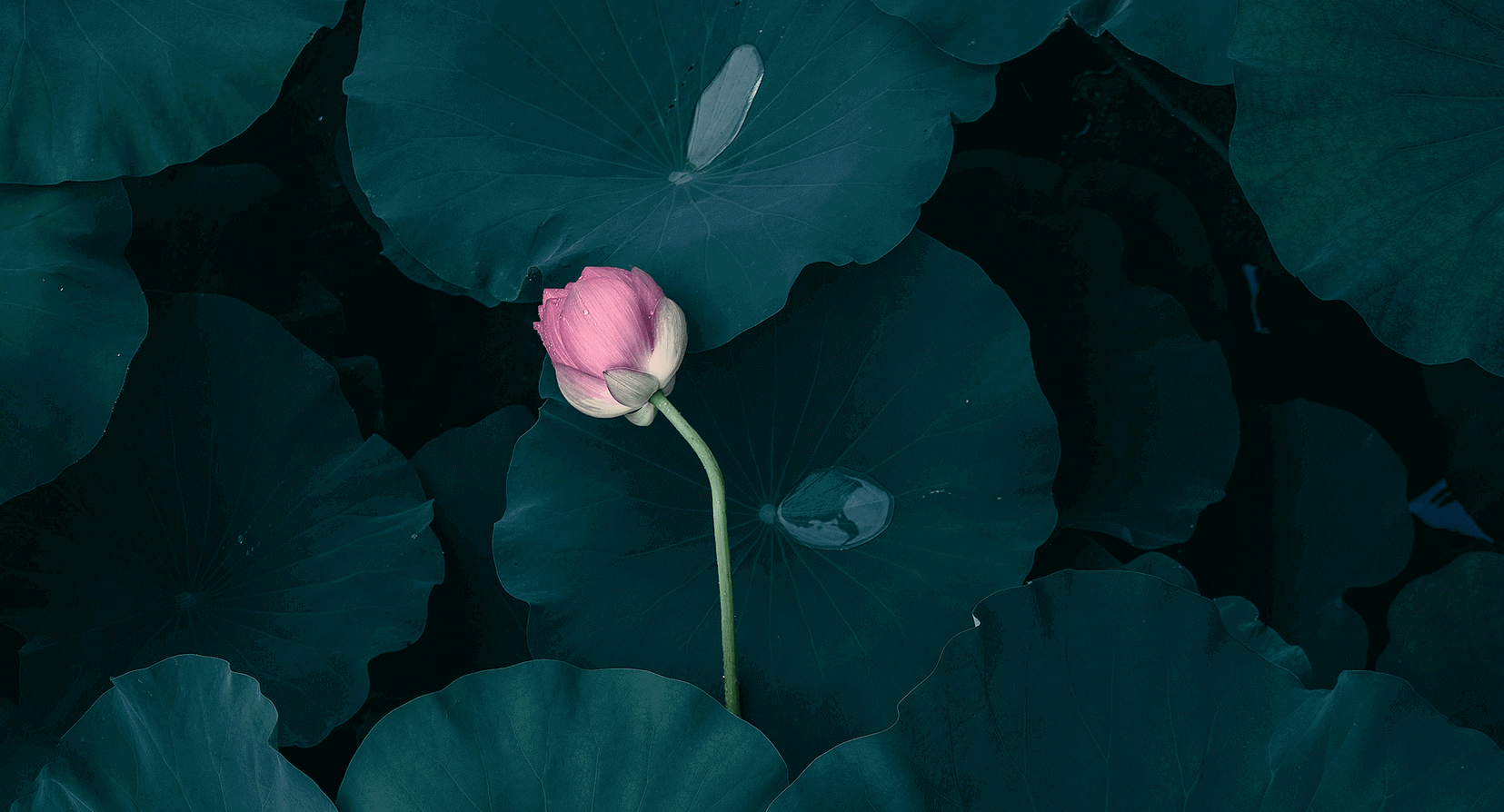 大鴨梨吖的個(gè)人主頁(yè)（背景預(yù)覽） - 主頁(yè)背景設(shè)置 - 站酷設(shè)計(jì)師大鴨梨吖原創(chuàng)素材 - 站酷ZCOOL