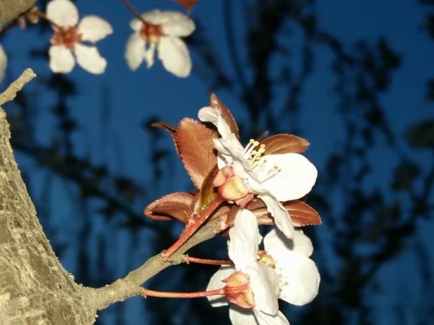 平平不平的个人主页（背景预览） - 主页背景设置 - 站酷设计师平平不平原创素材 - 站酷ZCOOL