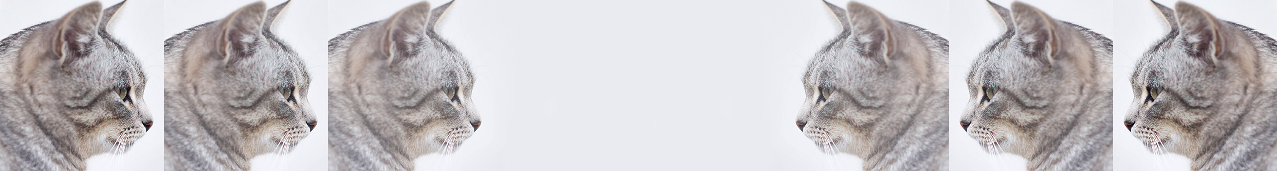 MiltonCC的個(gè)人主頁（背景預(yù)覽） - 主頁背景設(shè)置 - 站酷設(shè)計(jì)師MiltonCC原創(chuàng)素材 - 站酷ZCOOL