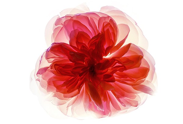 RRRegina的个人主页（背景预览） - 主页背景设置 - 站酷设计师RRRegina原创素材 - 站酷ZCOOL