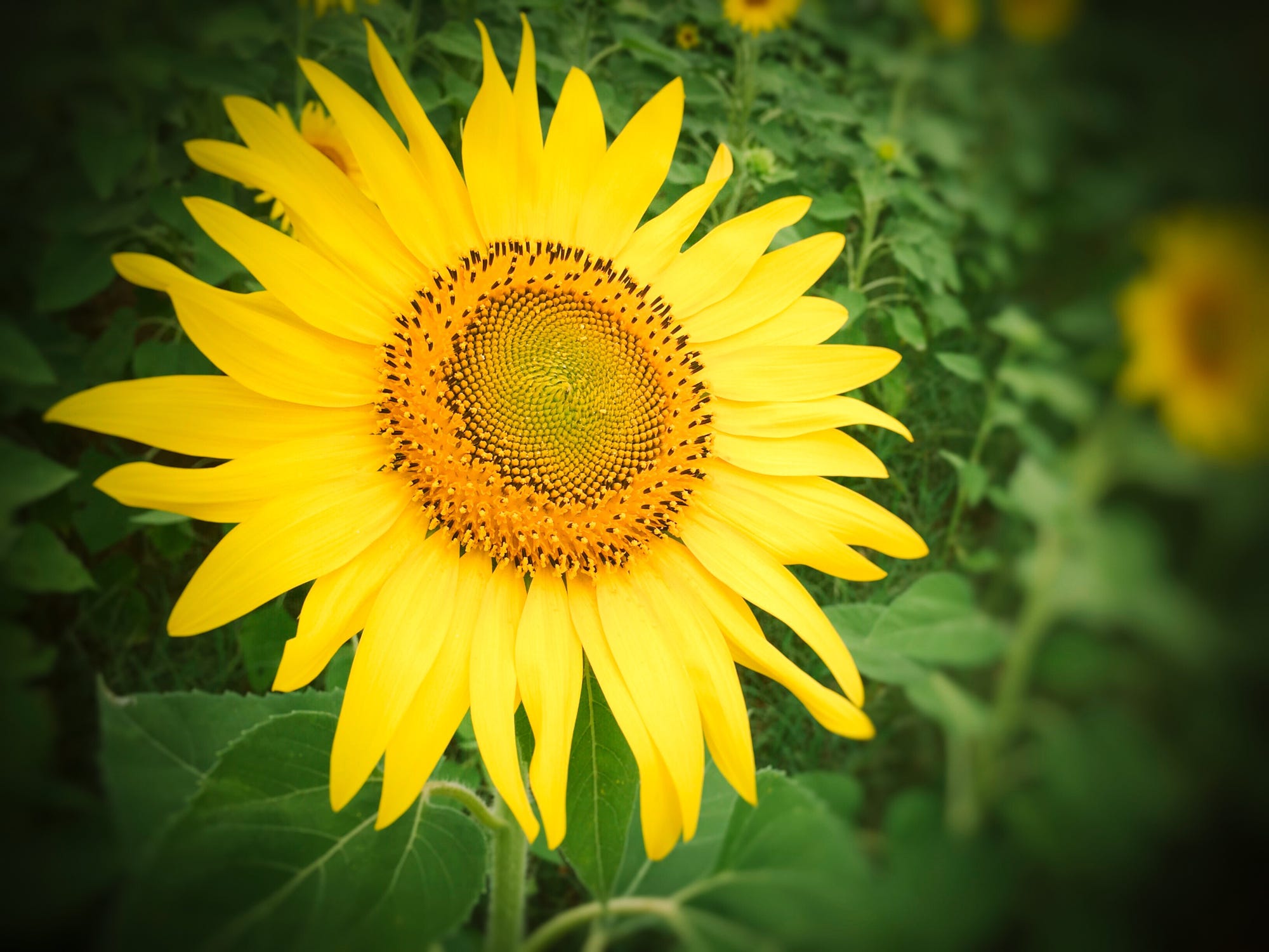 474368514的个人主页（背景预览） - 主页背景设置 - 站酷设计师474368514原创素材 - 站酷ZCOOL