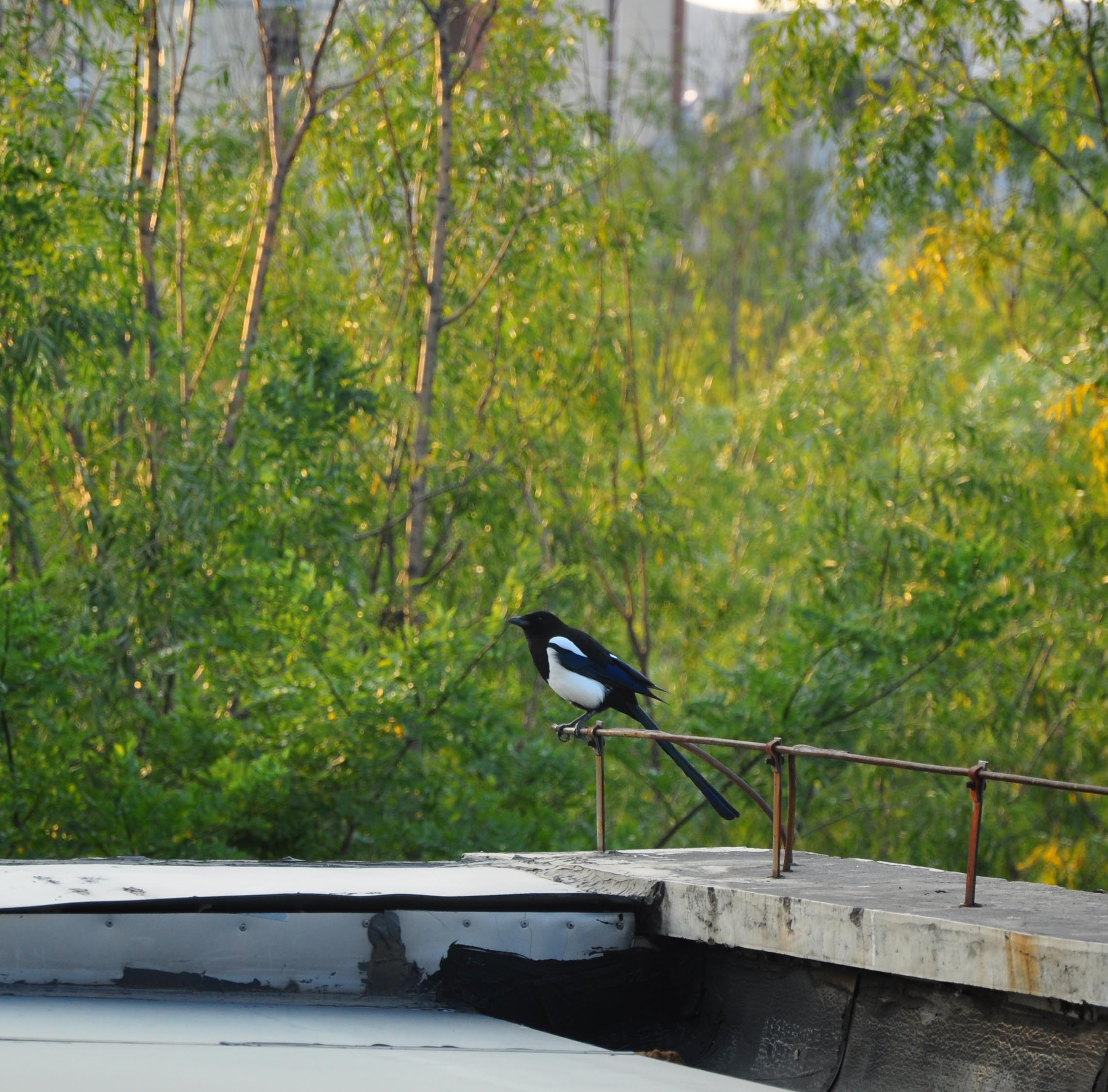 遥望腾格里的个人主页（背景预览） - 主页背景设置 - 站酷设计师遥望腾格里原创素材 - 站酷ZCOOL
