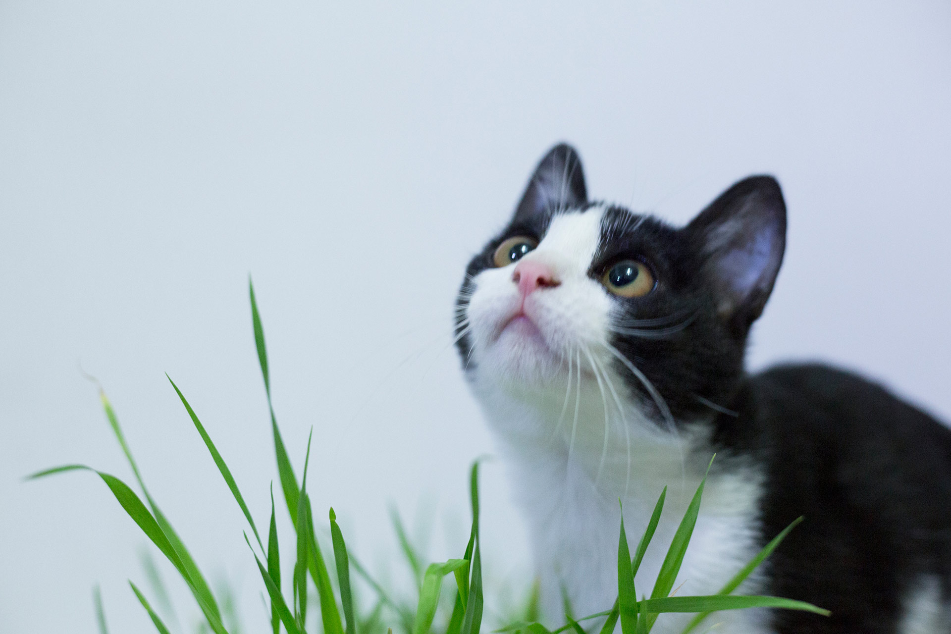 阿白6991的个人主页（背景预览） - 主页背景设置 - 站酷设计师阿白6991原创素材 - 站酷ZCOOL