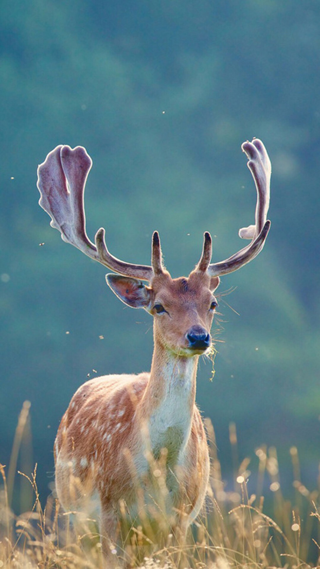 夏木木108的個人主頁（背景預(yù)覽） - 主頁背景設(shè)置 - 站酷設(shè)計師夏木木108原創(chuàng)素材 - 站酷ZCOOL