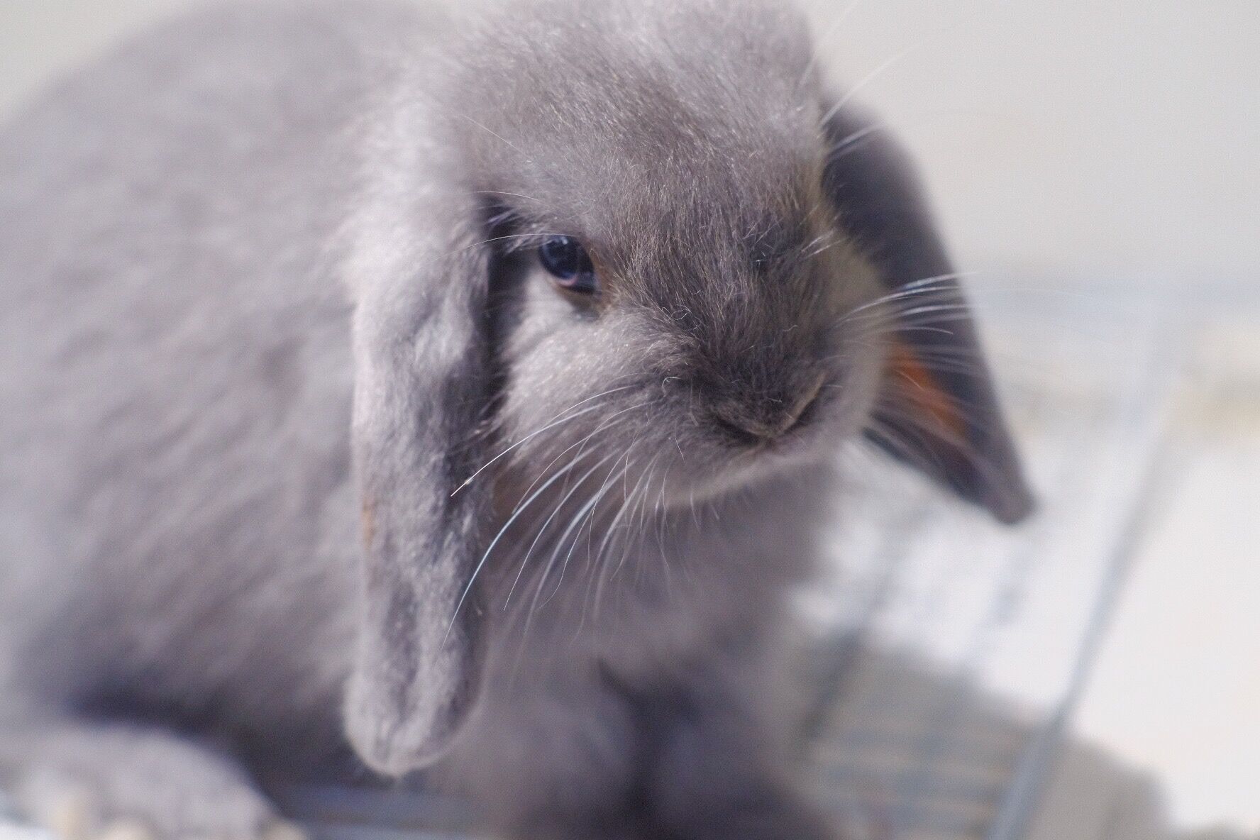 克莱尔猫的个人主页（背景预览） - 主页背景设置 - 站酷设计师克莱尔猫原创素材 - 站酷ZCOOL