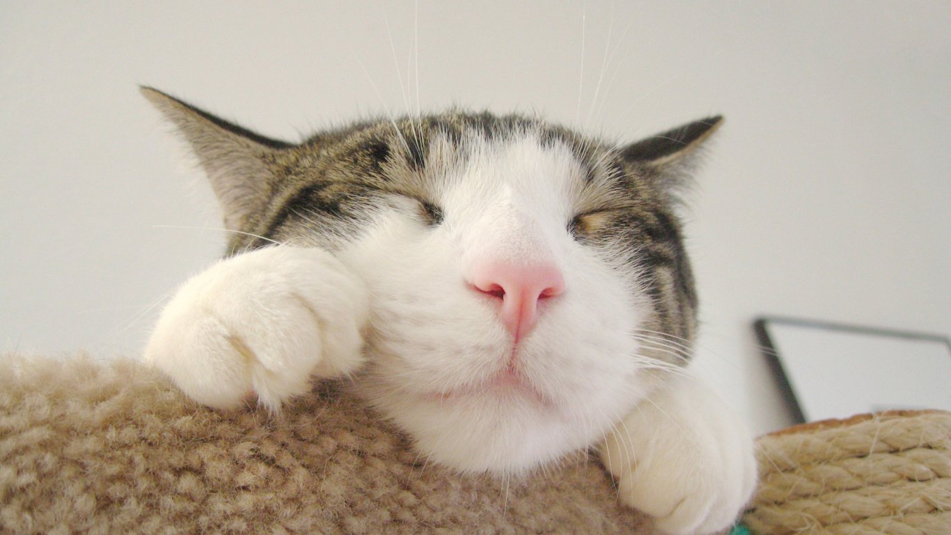 三難喃的個人主頁（背景預覽） - 主頁背景設置 - 站酷設計師三難喃原創(chuàng)素材 - 站酷ZCOOL