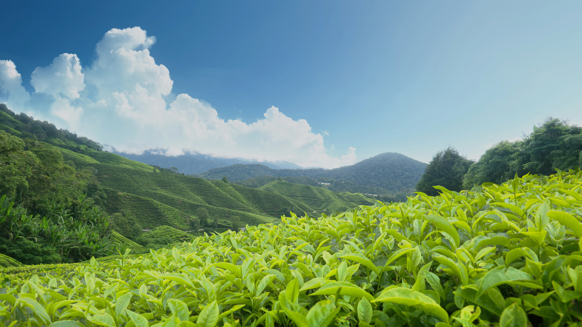 公主命的个人主页（背景预览） - 主页背景设置 - 站酷设计师公主命原创素材 - 站酷ZCOOL