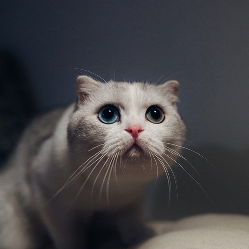 有猫饼_的个人主页（背景预览） - 主页背景设置 - 站酷设计师有猫饼_原创素材 - 站酷ZCOOL