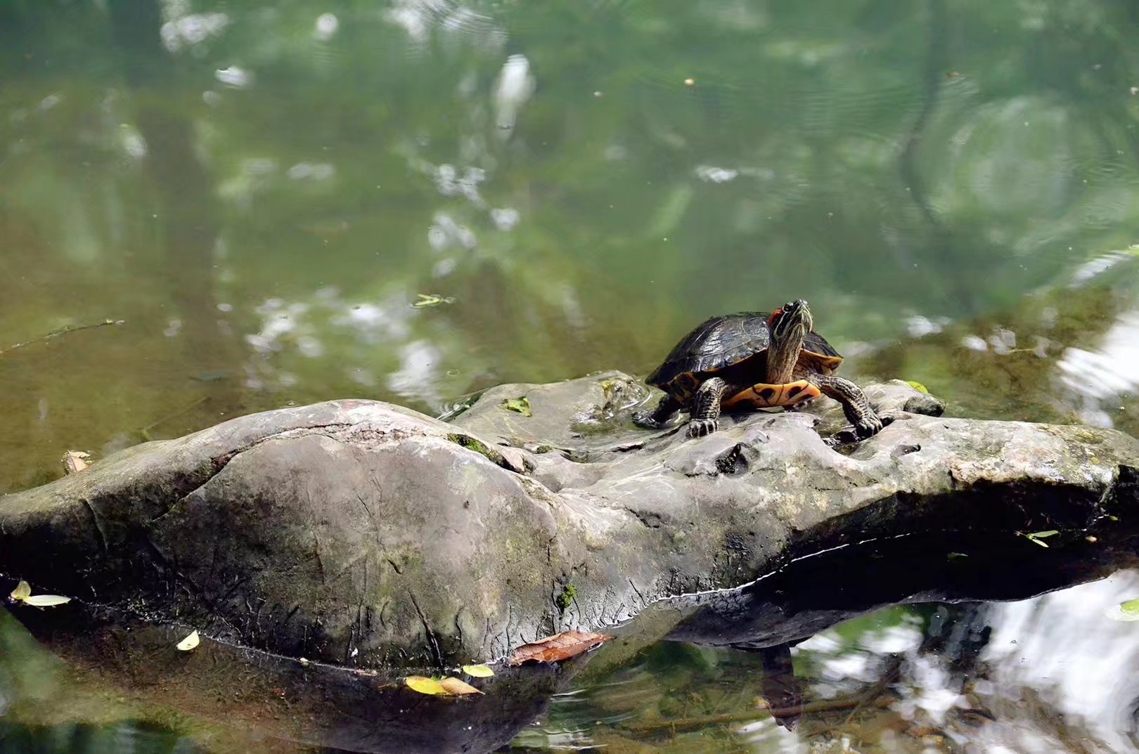 豆圆儿有点圆的个人主页（背景预览） - 主页背景设置 - 站酷设计师豆圆儿有点圆原创素材 - 站酷ZCOOL