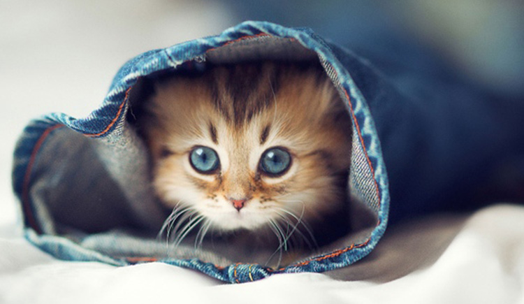 梦想家7207的个人主页（背景预览） - 主页背景设置 - 站酷设计师梦想家7207原创素材 - 站酷ZCOOL