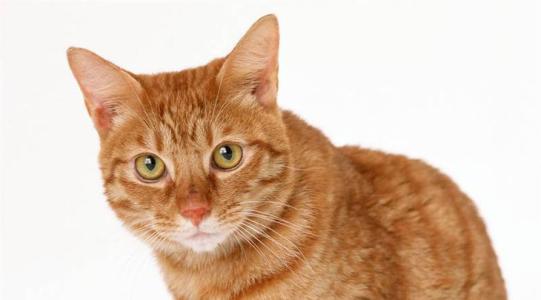 甜味拾荒者h的個人主頁（背景預覽） - 主頁背景設(shè)置 - 站酷設(shè)計師甜味拾荒者h原創(chuàng)素材 - 站酷ZCOOL