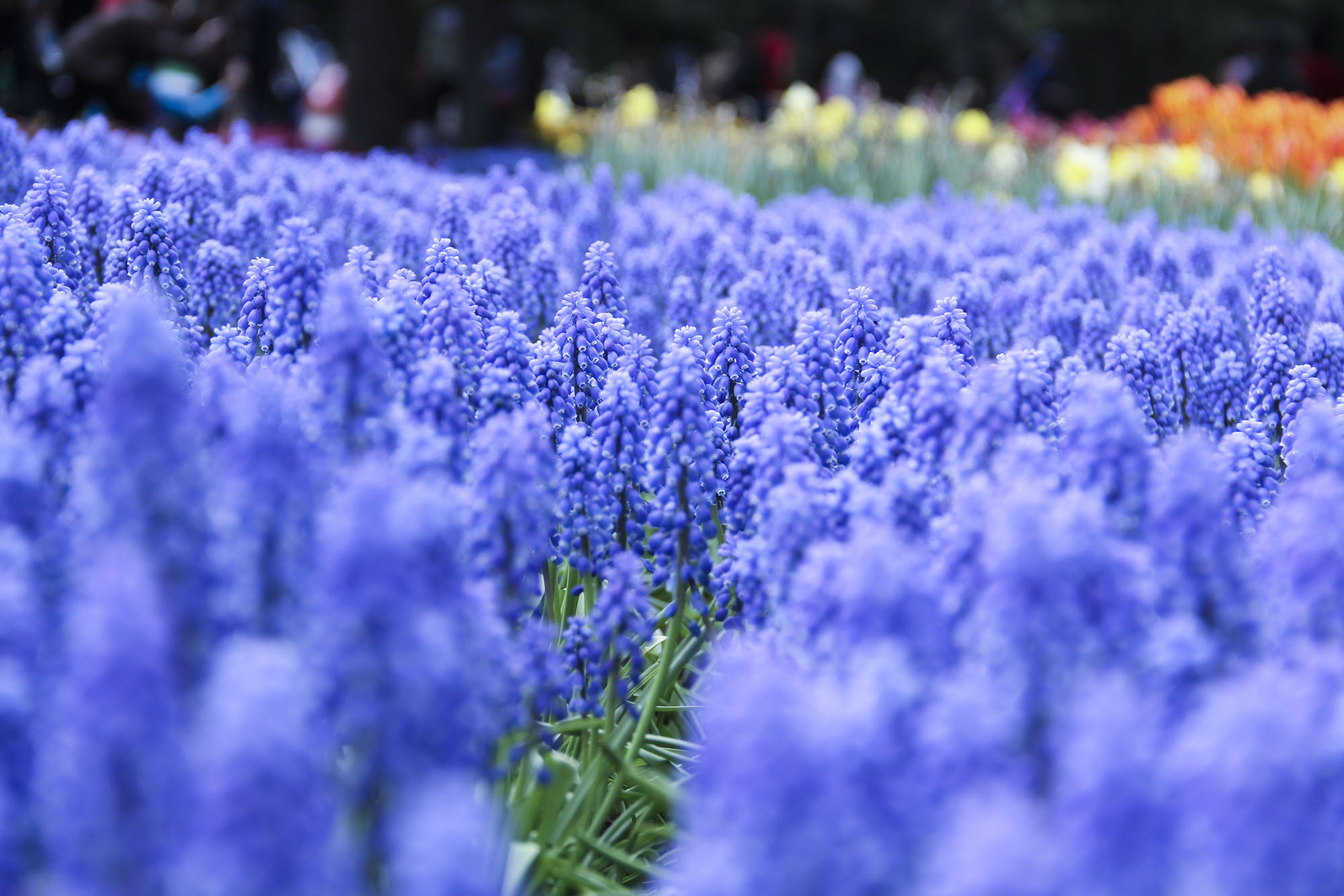 山山而川上的麥子的個人主頁（背景預(yù)覽） - 主頁背景設(shè)置 - 站酷設(shè)計師山山而川上的麥子原創(chuàng)素材 - 站酷ZCOOL