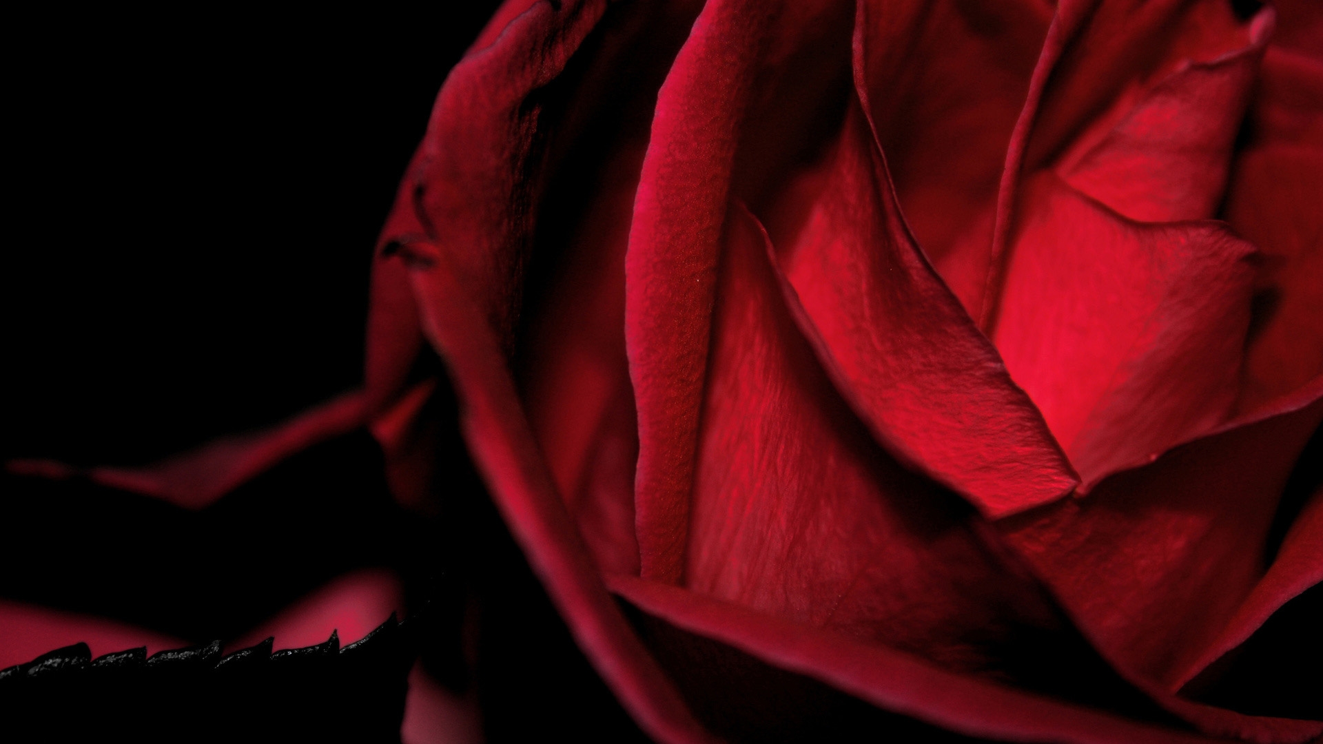 红玫瑰 玫瑰 玫瑰花 - Pixabay上的免费照片 - Pixabay