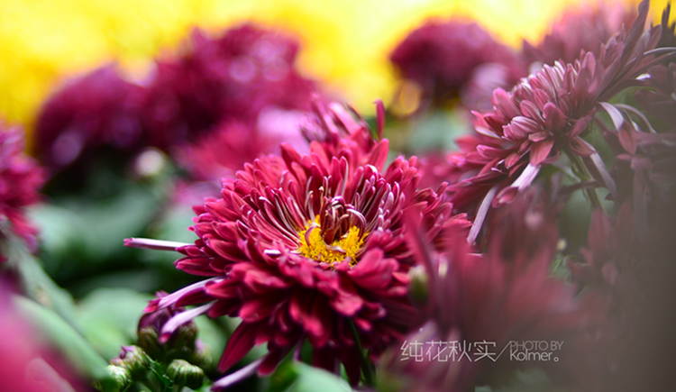 Kolmer的個人主頁（背景預(yù)覽） - 主頁背景設(shè)置 - 站酷設(shè)計師Kolmer原創(chuàng)素材 - 站酷ZCOOL