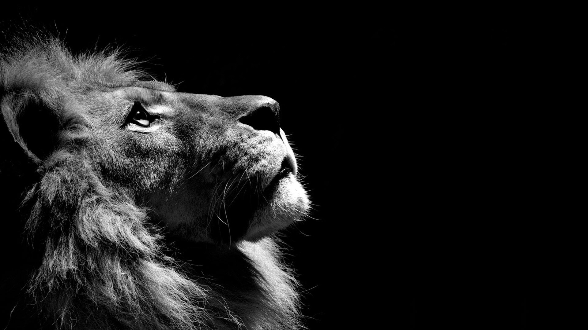 老猫先生的画的个人主页（背景预览） - 主页背景设置 - 站酷设计师老猫先生的画原创素材 - 站酷ZCOOL