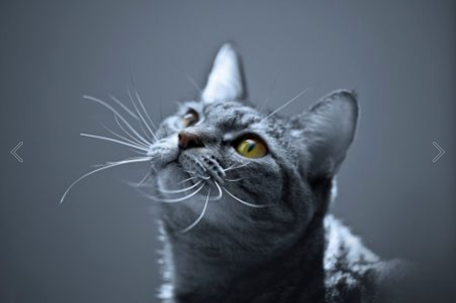 白鱼非羽的个人主页（背景预览） - 主页背景设置 - 站酷设计师白鱼非羽原创素材 - 站酷ZCOOL