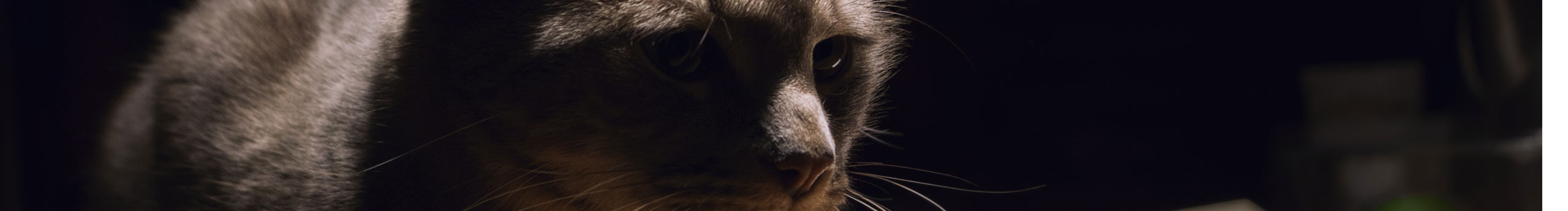 Cat瑯上獨(dú)戲的個(gè)人主頁(yè)（背景預(yù)覽） - 主頁(yè)背景設(shè)置 - 站酷設(shè)計(jì)師Cat瑯上獨(dú)戲原創(chuàng)素材 - 站酷ZCOOL