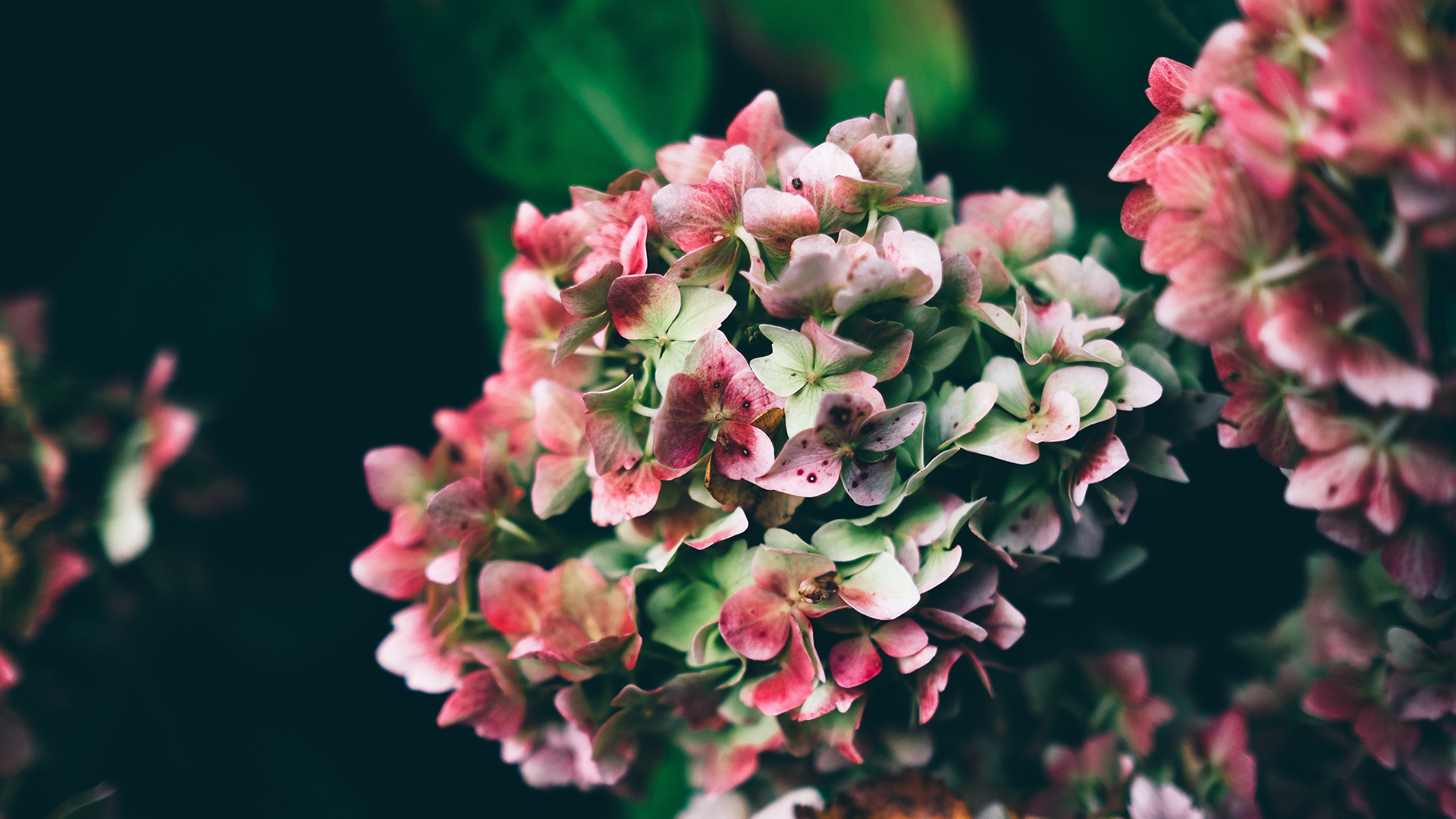 青风凉城的个人主页（背景预览） - 主页背景设置 - 站酷设计师青风凉城原创素材 - 站酷ZCOOL