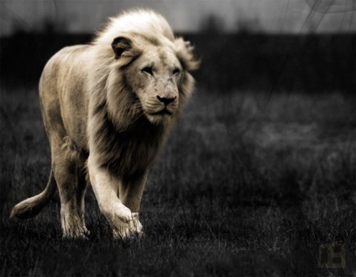 beast乄的个人主页（背景预览） - 主页背景设置 - 站酷设计师beast乄原创素材 - 站酷ZCOOL