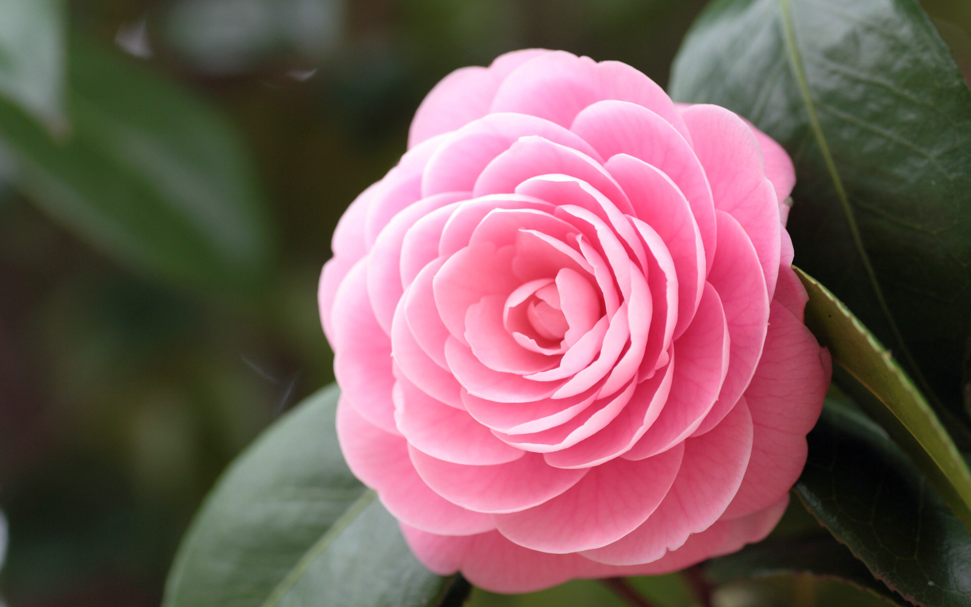 圆圈儿儿的个人主页（背景预览） - 主页背景设置 - 站酷设计师圆圈儿儿原创素材 - 站酷ZCOOL