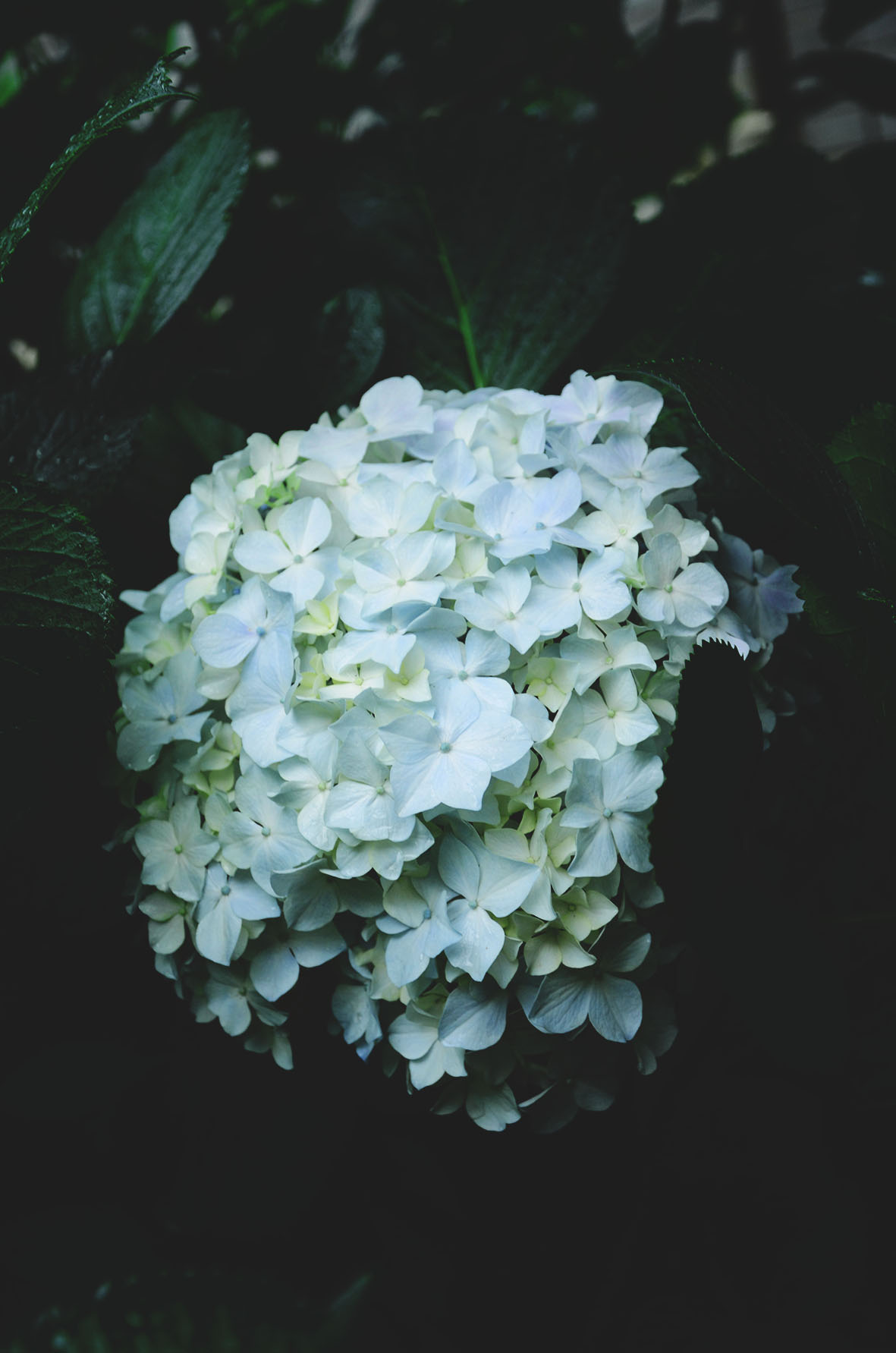 蛋黄啊的个人主页（背景预览） - 主页背景设置 - 站酷设计师蛋黄啊原创素材 - 站酷ZCOOL