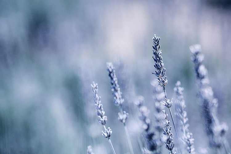 lavendercy的個人主頁（背景預(yù)覽） - 主頁背景設(shè)置 - 站酷設(shè)計師lavendercy原創(chuàng)素材 - 站酷ZCOOL