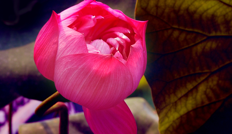 gudaoyouhun的個(gè)人主頁（背景預(yù)覽） - 主頁背景設(shè)置 - 站酷設(shè)計(jì)師gudaoyouhun原創(chuàng)素材 - 站酷ZCOOL