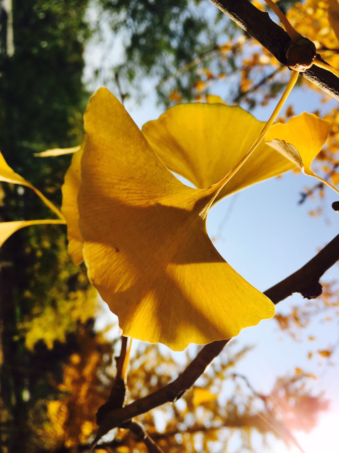 一只懒虫00的个人主页（背景预览） - 主页背景设置 - 站酷设计师一只懒虫00原创素材 - 站酷ZCOOL