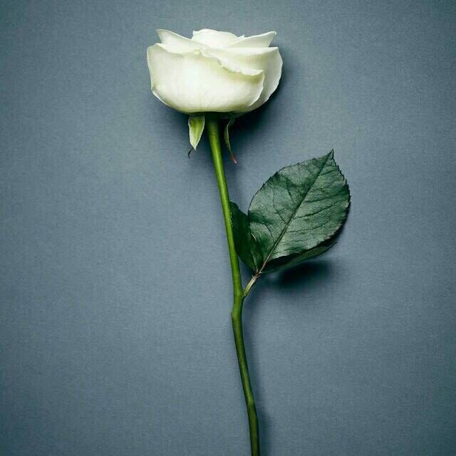 第比利斯雨的个人主页（背景预览） - 主页背景设置 - 站酷设计师第比利斯雨原创素材 - 站酷ZCOOL