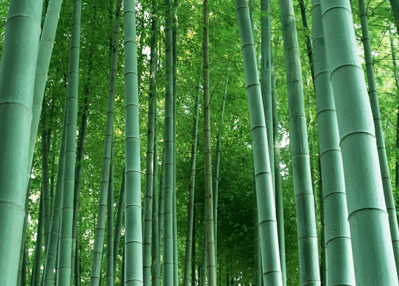 北北666吖的个人主页（背景预览） - 主页背景设置 - 站酷设计师北北666吖原创素材 - 站酷ZCOOL