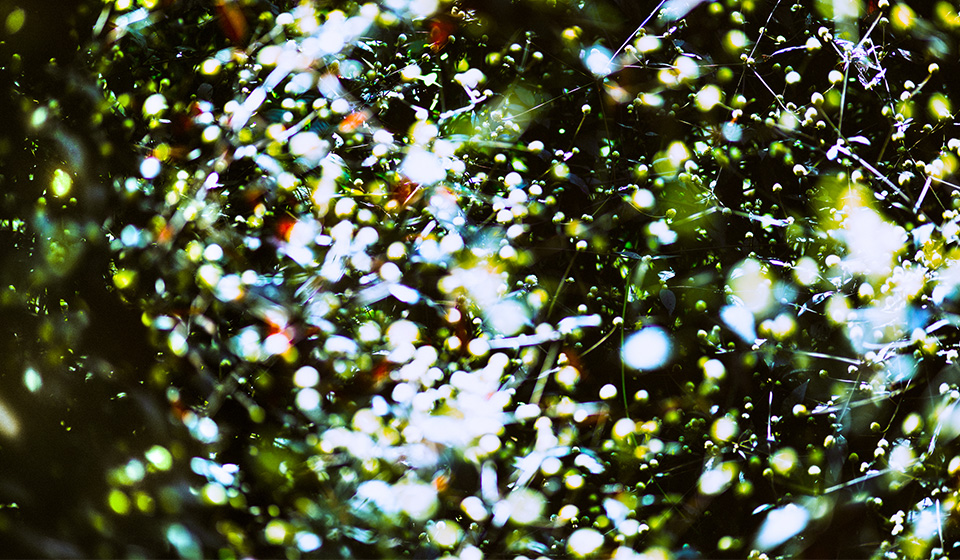 藤椒小丸子的个人主页（背景预览） - 主页背景设置 - 站酷设计师藤椒小丸子原创素材 - 站酷ZCOOL