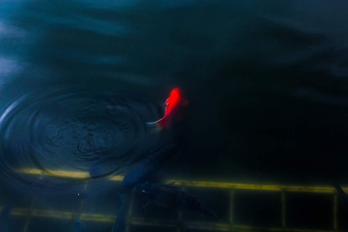 ethanlee_2004的個人主頁（背景預(yù)覽） - 主頁背景設(shè)置 - 站酷設(shè)計師ethanlee_2004原創(chuàng)素材 - 站酷ZCOOL