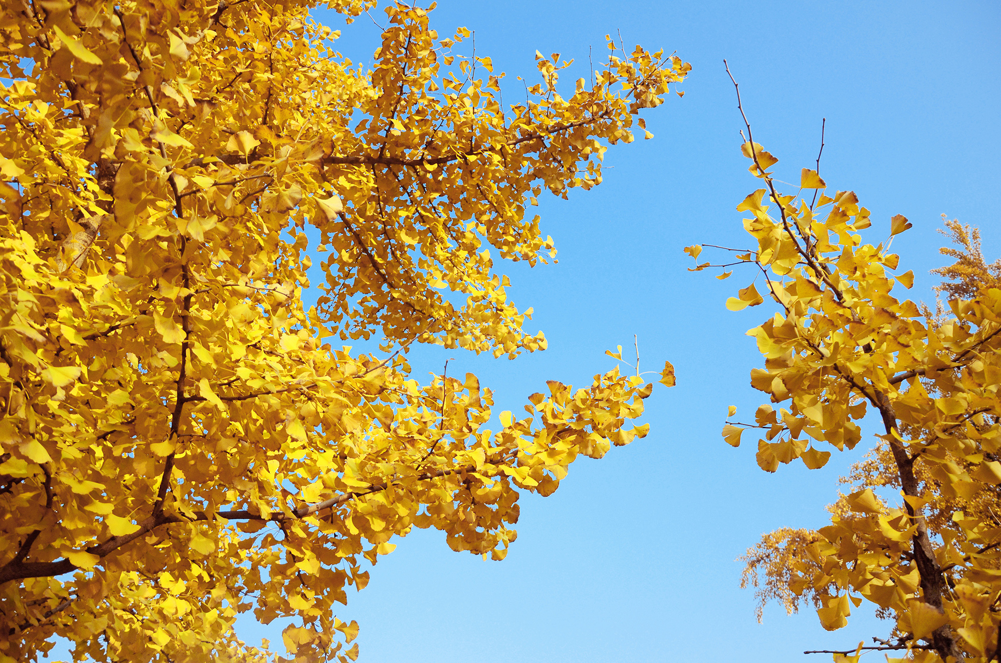 雪麗SHIRLEY的個人主頁（背景預(yù)覽） - 主頁背景設(shè)置 - 站酷設(shè)計師雪麗SHIRLEY原創(chuàng)素材 - 站酷ZCOOL