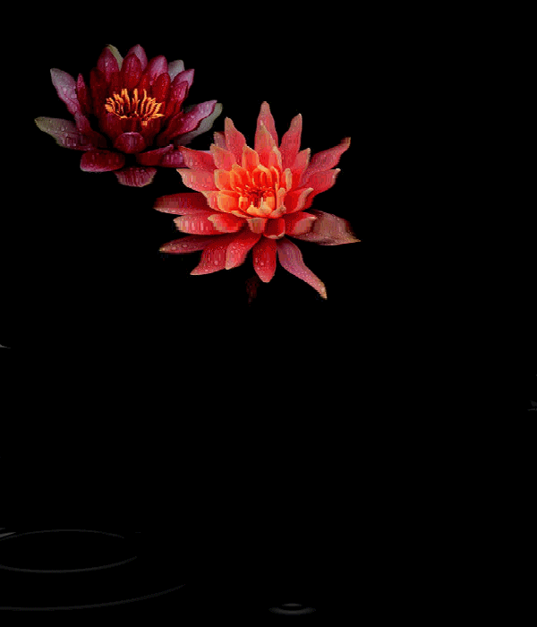 暫停更新了的個(gè)人主頁(yè)（背景預(yù)覽） - 主頁(yè)背景設(shè)置 - 站酷設(shè)計(jì)師暫停更新了原創(chuàng)素材 - 站酷ZCOOL