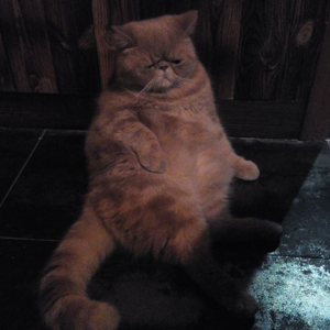 曖曖村的個(gè)人主頁(yè)（背景預(yù)覽） - 主頁(yè)背景設(shè)置 - 站酷設(shè)計(jì)師曖曖村原創(chuàng)素材 - 站酷ZCOOL