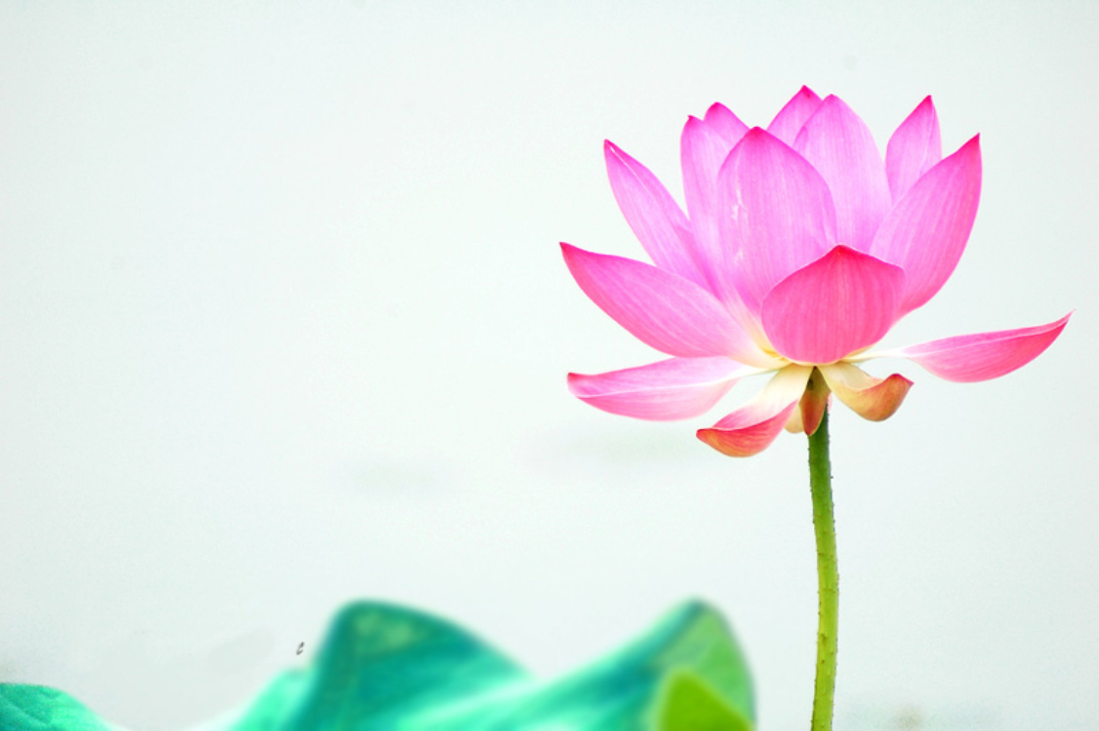 關(guān)耳妖兒的個人主頁（背景預(yù)覽） - 主頁背景設(shè)置 - 站酷設(shè)計師關(guān)耳妖兒原創(chuàng)素材 - 站酷ZCOOL