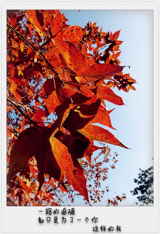 Monica_1992的个人主页（背景预览） - 主页背景设置 - 站酷设计师Monica_1992原创素材 - 站酷ZCOOL