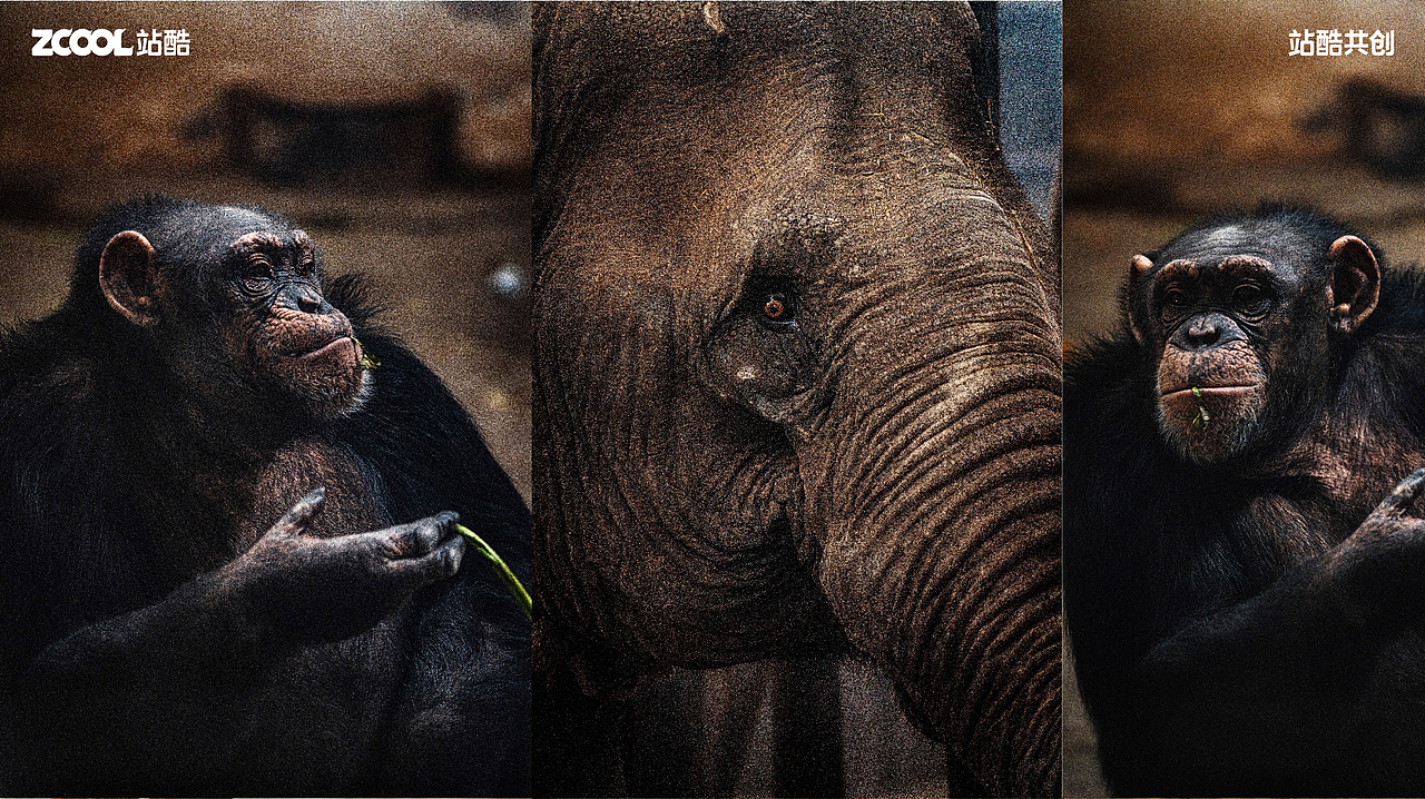 珍稀动物丨摄影丨消失的家（图ZMzY0NzU1Njg0） - 其他摄影 - 站酷设计师AetherRui原创素材 - 站酷ZCOOL