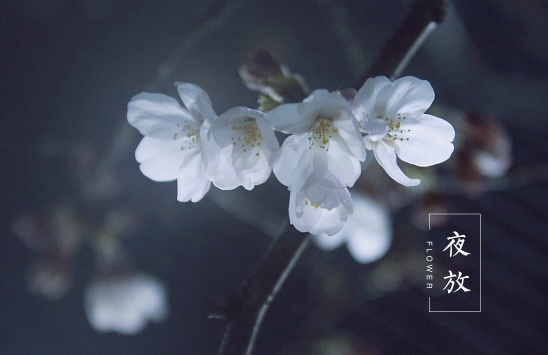 Aslan_犀儿的个人主页（背景预览） - 主页背景设置 - 站酷设计师Aslan_犀儿原创素材 - 站酷ZCOOL